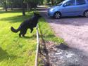 Schæferhund Alba