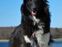 Shetland sheepdog Svala