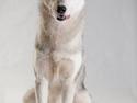 Siberian husky Mesmocan Sunka Yuki