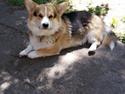 Welsh corgi pembroke Ludwig