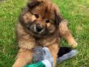 Eurasier Enzo ( Balule's Inxs)