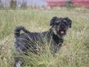 Dvaergschnauzer William (Staldhund<3)