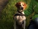 Pointer Oksby Lucca