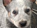 Australsk cattledog Tjalfe