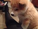 Akita inu Rolf