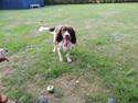 Field Trial Springer Spaniel Chico