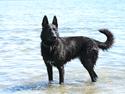 Hollandsk hyrdehund Billie Jean av Goldbite