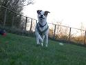 Dansk svensk gaardhund Buster R.I.P.