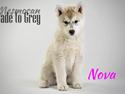 Siberian husky Nova