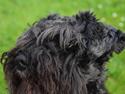 Dvaergschnauzer Schnauzerlyst´s Lucky Boy