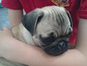 Mops Bella Donna