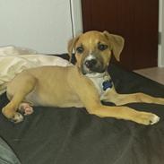 Blanding af racer Kenzo