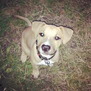 Blanding af racer Kenzo