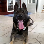 Schæferhund Jabina Fido