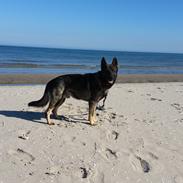 Schæferhund Jabina Fido