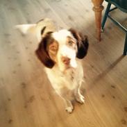 Kleiner münsterländer Alfred