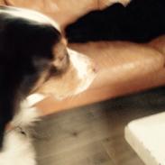 Kleiner münsterländer Alfred