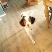 Kleiner münsterländer Alfred