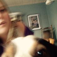 Kleiner münsterländer Alfred