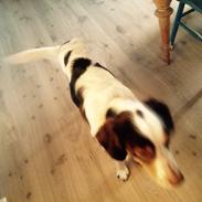 Kleiner münsterländer Alfred