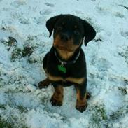 Rottweiler BUDDY (Den Tredje)