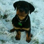Rottweiler BUDDY (Den Tredje)