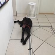 Tjekkisk ruhåret hønsehund Gary