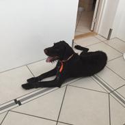 Tjekkisk ruhåret hønsehund Gary