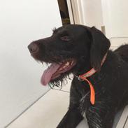 Tjekkisk ruhåret hønsehund Gary