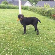 Tjekkisk ruhåret hønsehund Gary