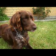 Kleiner münsterländer Tikka