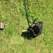 Blanding af racer Balou