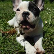 Fransk bulldog Fie