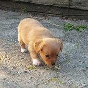 Blanding af racer Nala