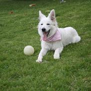 Hvid Schweizisk Hyrdehund Nica ( opdrætter navn Grammy)