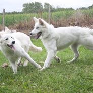 Hvid Schweizisk Hyrdehund Nica ( opdrætter navn Grammy)