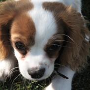 Cavalier king charles spaniel Eljen´s Lucca