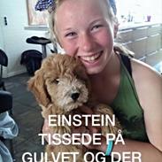 Blanding af racer Goldendoodle (Navn: Einstein)