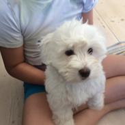 Coton de tulear Jasmine