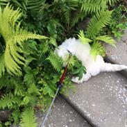 Coton de tulear Jasmine