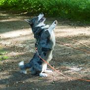 Welsh corgi cardigan Aasteds Allways Add Bubbly Blue aka. "Diesel"