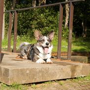 Welsh corgi cardigan Aasteds Allways Add Bubbly Blue aka. "Diesel"