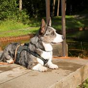 Welsh corgi cardigan Aasteds Allways Add Bubbly Blue aka. "Diesel"