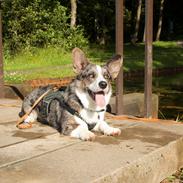 Welsh corgi cardigan Aasteds Allways Add Bubbly Blue aka. "Diesel"