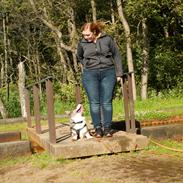 Welsh corgi cardigan Aasteds Allways Add Bubbly Blue aka. "Diesel"