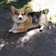 Welsh corgi pembroke Ludwig 
