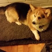 Welsh corgi pembroke Ludwig 