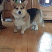 Welsh corgi pembroke Ludwig 