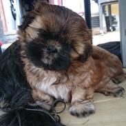 Shih tzu alberte