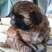 Shih tzu alberte